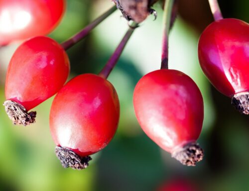 De vijf bessen onder de tafelpoot