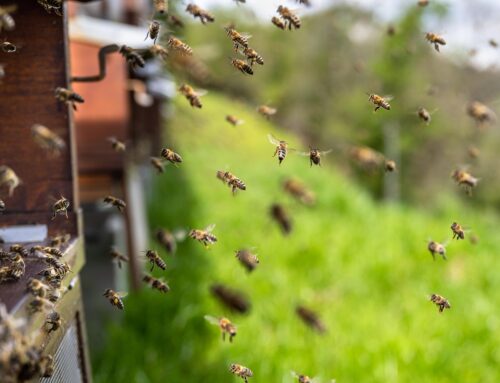 Van nectar naar honing